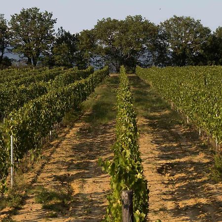 Agriturismo Le Baccane วินชี ภายนอก รูปภาพ
