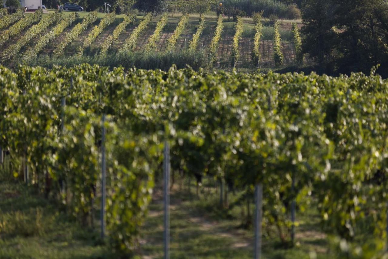 Agriturismo Le Baccane วินชี ภายนอก รูปภาพ