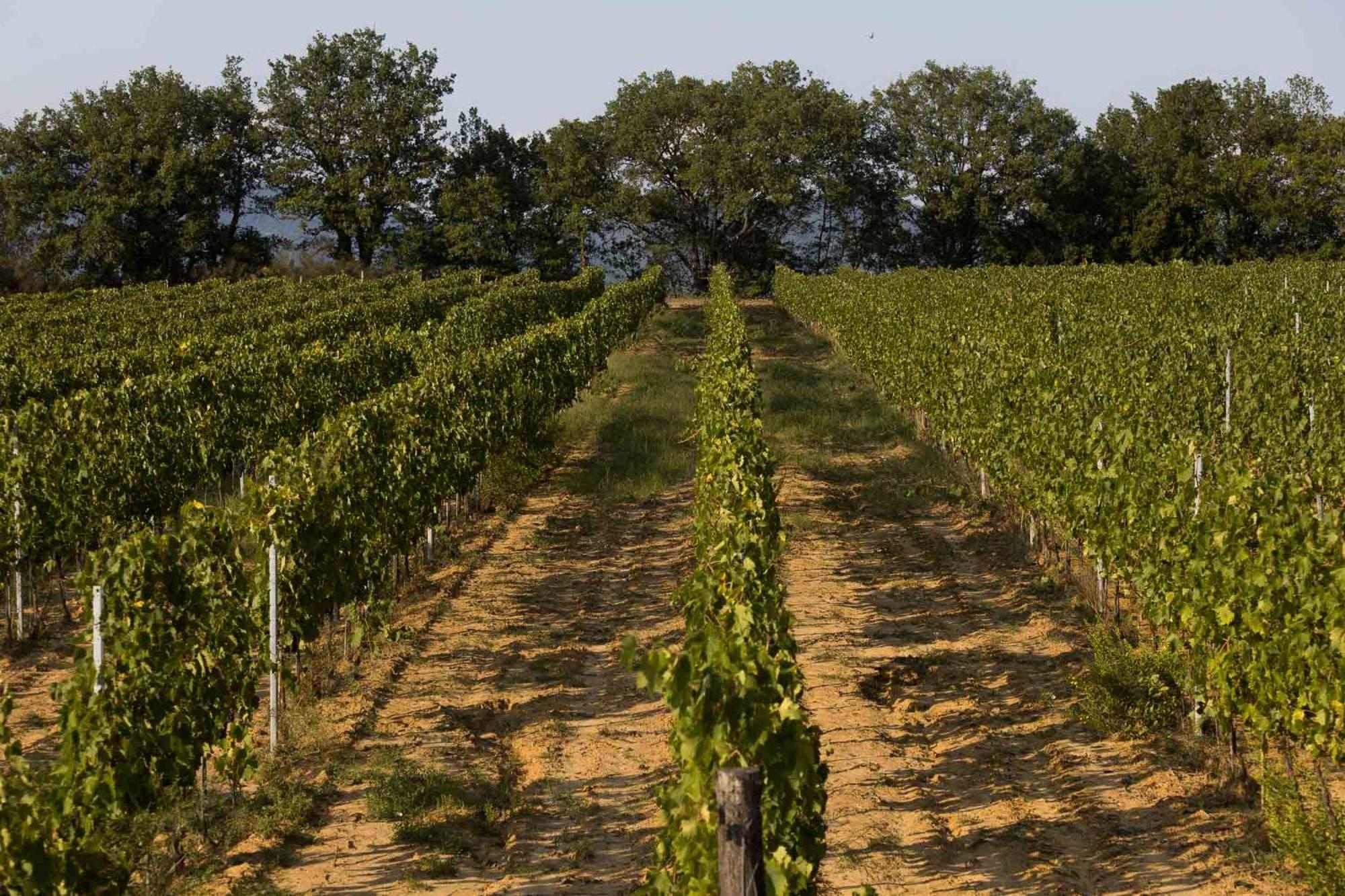 Agriturismo Le Baccane วินชี ภายนอก รูปภาพ