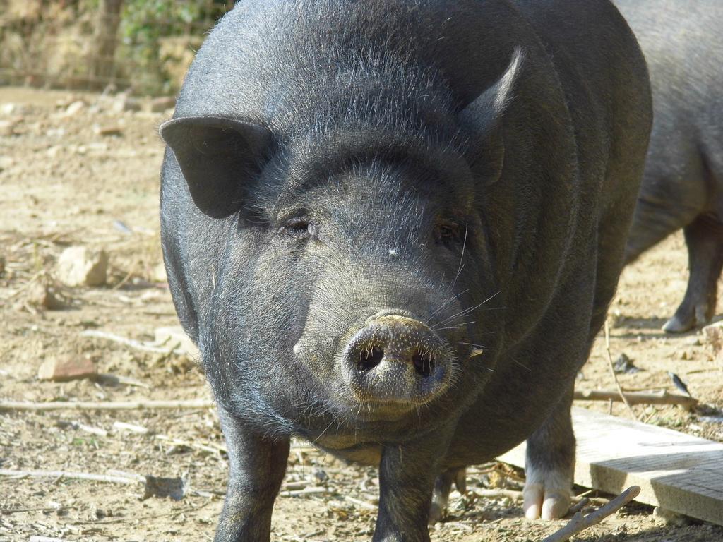 Agriturismo Le Baccane วินชี ภายนอก รูปภาพ