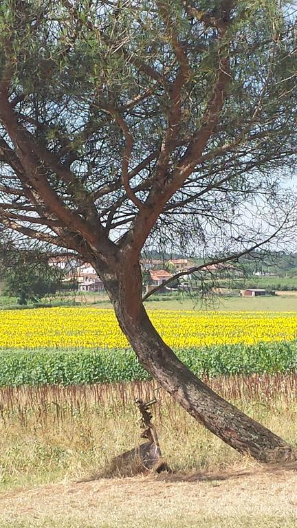 Agriturismo Le Baccane วินชี ภายนอก รูปภาพ