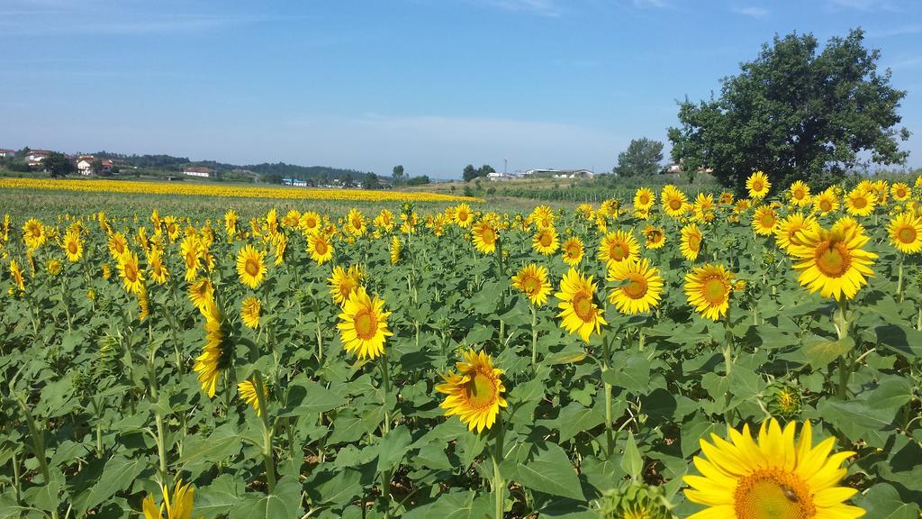 Agriturismo Le Baccane วินชี ภายนอก รูปภาพ